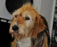 Infos zu Hundepension Isarwinkel